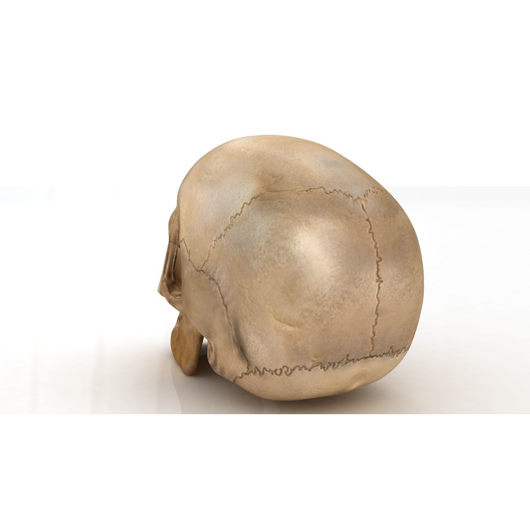 Realistic Human Skull 3D Model – Anatomical Detail, PBR Textures, FBX - View 4