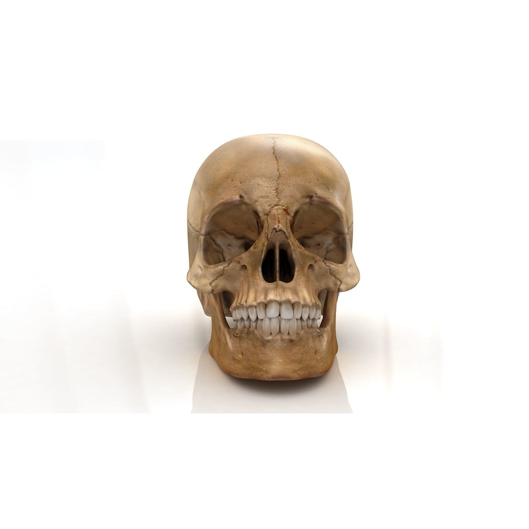 Realistic Human Skull 3D Model – Anatomical Detail, PBR Textures, FBX - View 5
