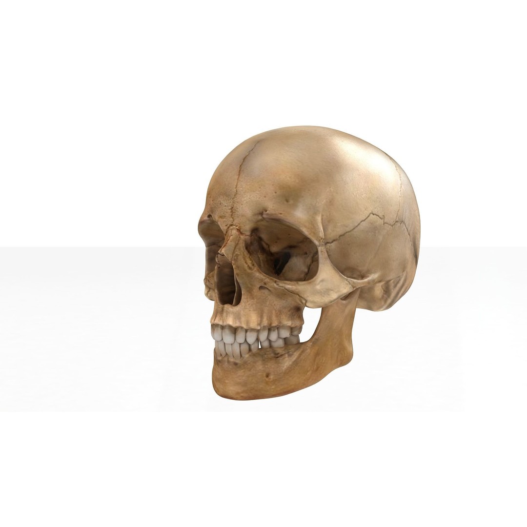 Realistic Human Skull 3D Model – Anatomical Detail, PBR Textures, FBX - View 6