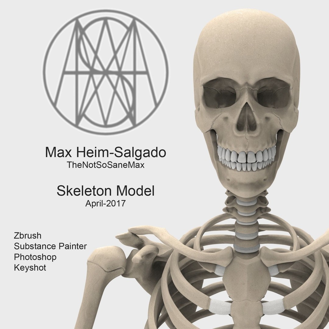 Human Skeleton 3D Model – Low Poly Anatomical Character, FBX & OBJ
