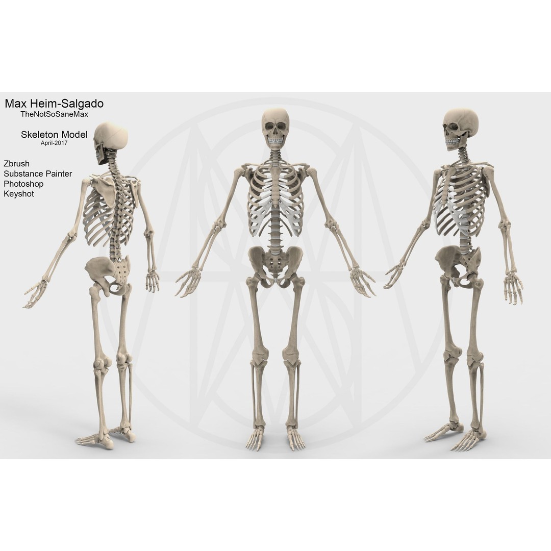 Human Skeleton 3D Model – Low Poly Anatomical Character, FBX & OBJ - View 2