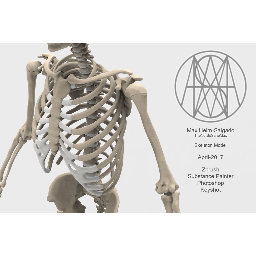Human Skeleton 3D Model – Low Poly Anatomical Character, FBX & OBJ - View 3
