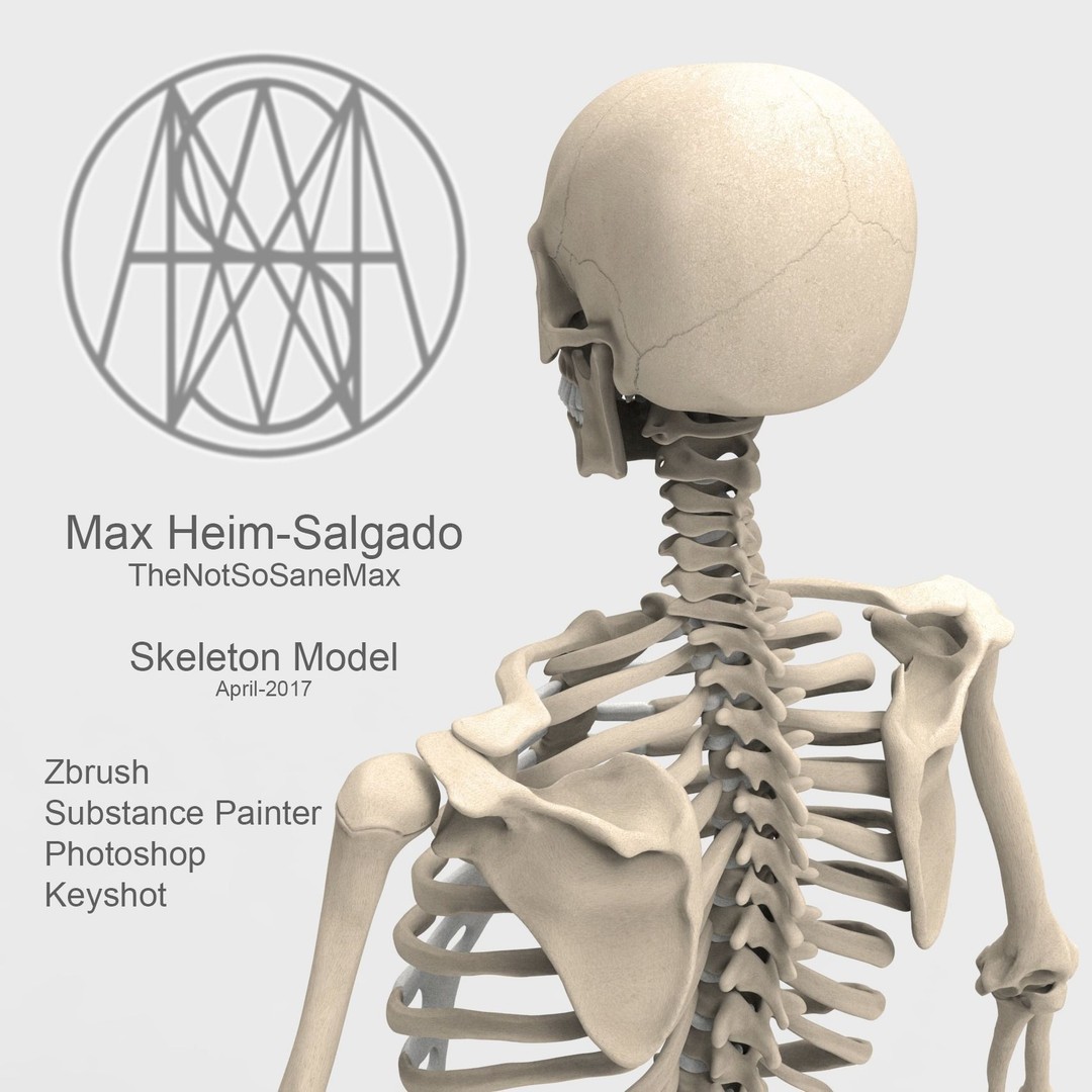 Human Skeleton 3D Model – Low Poly Anatomical Character, FBX & OBJ - View 4