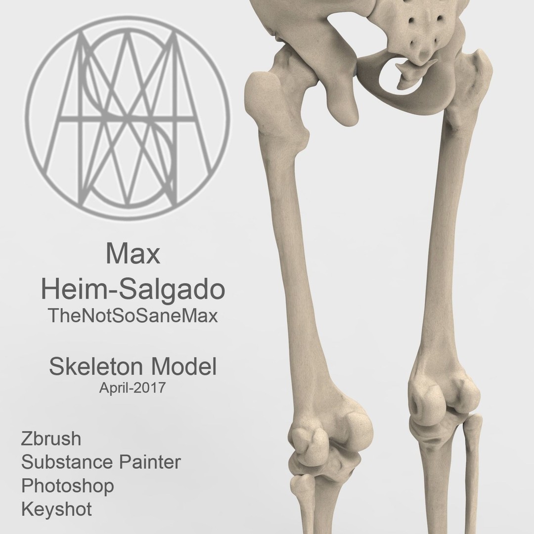 Human Skeleton 3D Model – Low Poly Anatomical Character, FBX & OBJ - View 5