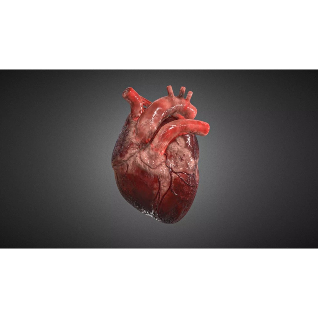 Realistic Human Heart 3D Model – High Poly Rigged Asset for Anatomy Visualizations - View 2