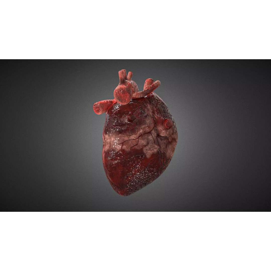 Realistic Human Heart 3D Model – High Poly Rigged Asset for Anatomy Visualizations - View 3