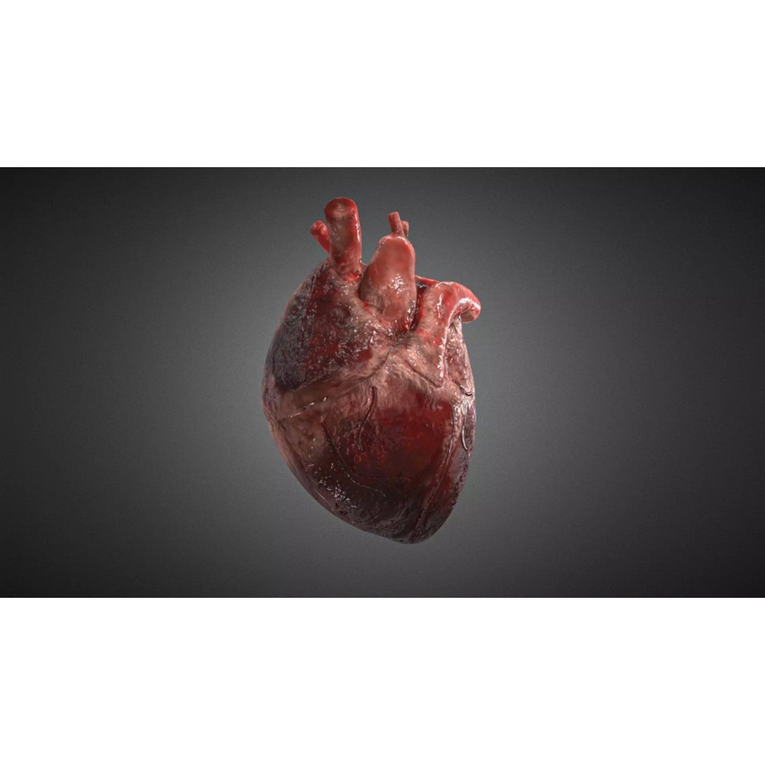 Realistic Human Heart 3D Model – High Poly Rigged Asset for Anatomy Visualizations - View 5