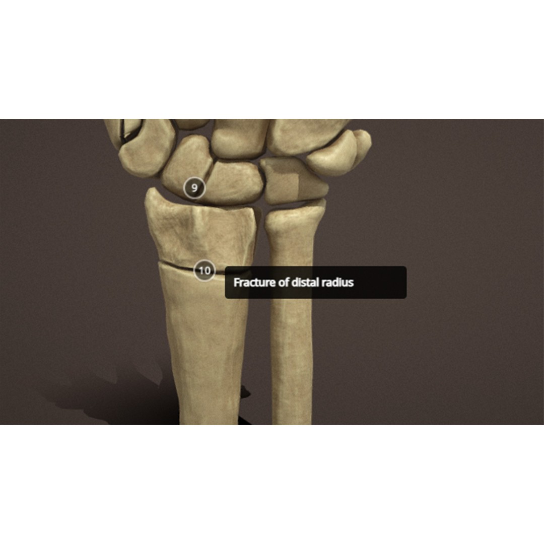 Hand Anatomy 3D Model – Low Poly Character Asset with PBR Textures