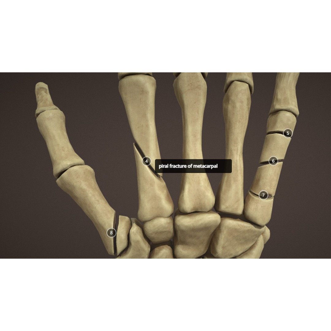 Hand Anatomy 3D Model – Low Poly Character Asset with PBR Textures - View 10