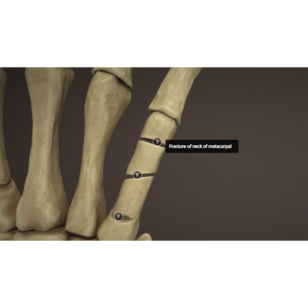 Hand Anatomy 3D Model – Low Poly Character Asset with PBR Textures - View 11