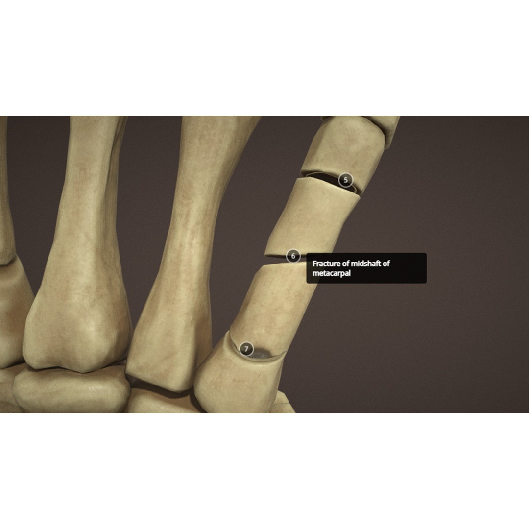 Hand Anatomy 3D Model – Low Poly Character Asset with PBR Textures - View 12