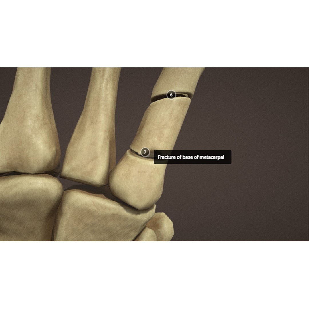 Hand Anatomy 3D Model – Low Poly Character Asset with PBR Textures - View 13