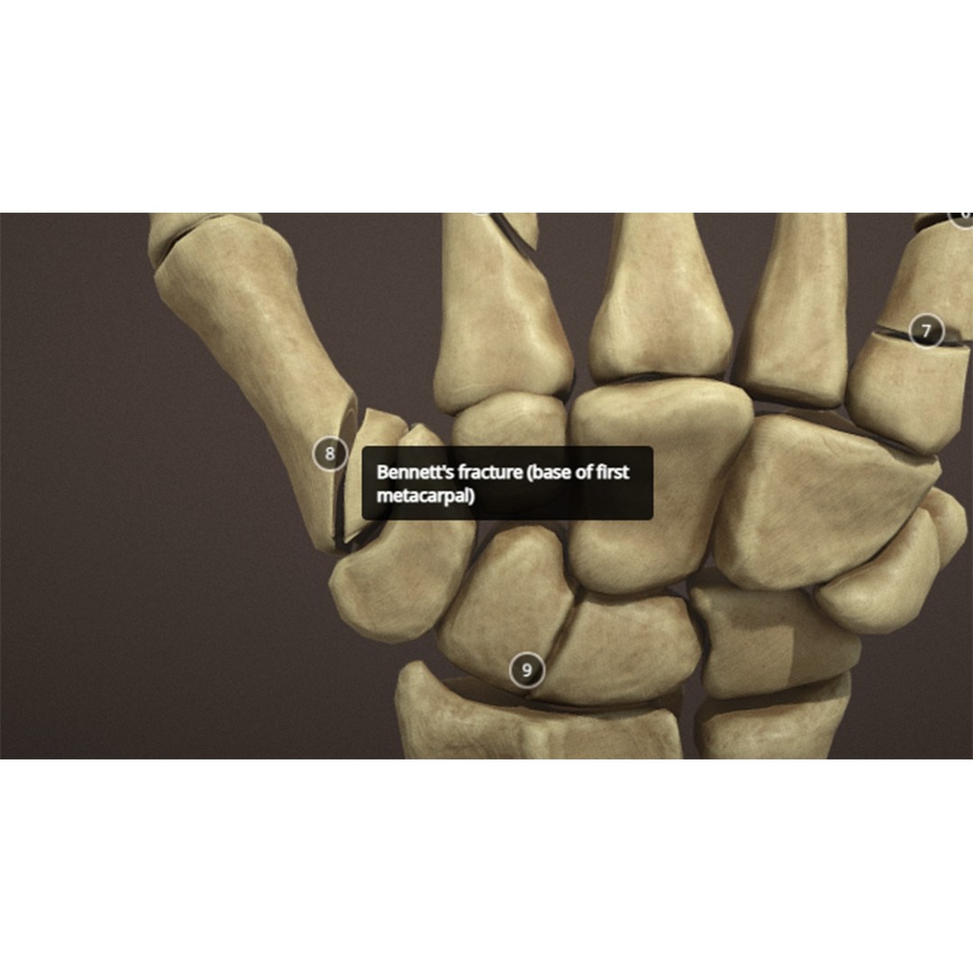 Hand Anatomy 3D Model – Low Poly Character Asset with PBR Textures - View 14