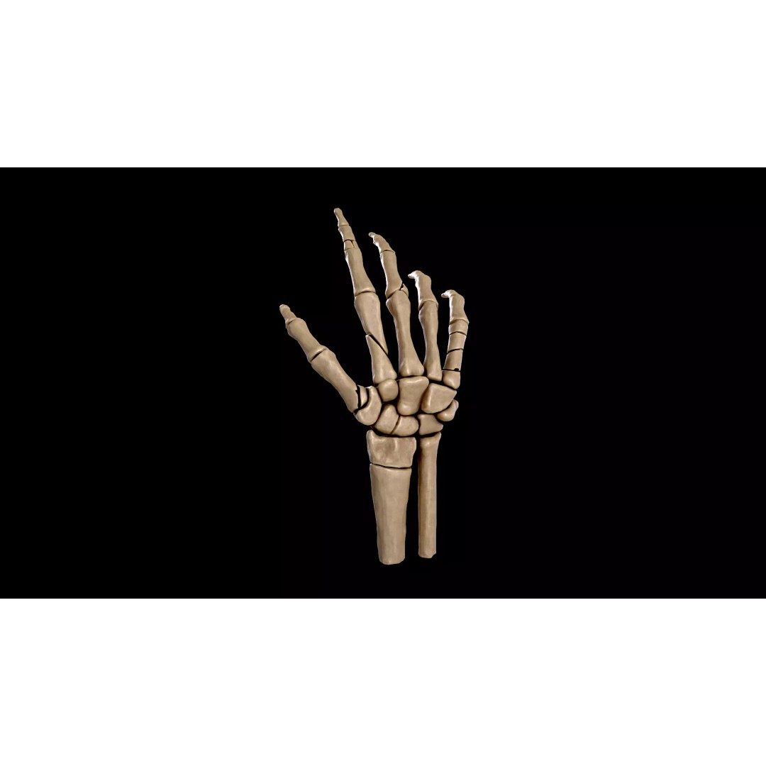 Hand Anatomy 3D Model – Low Poly Character Asset with PBR Textures - View 2