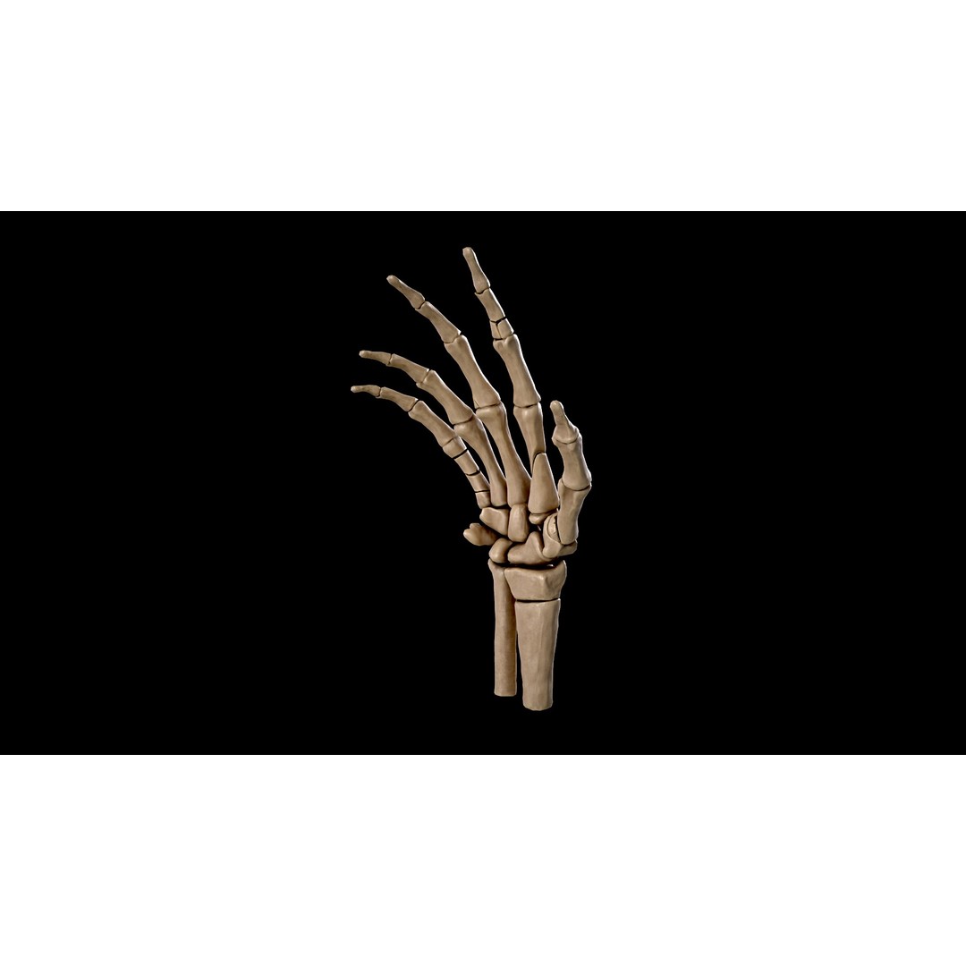 Hand Anatomy 3D Model – Low Poly Character Asset with PBR Textures - View 3