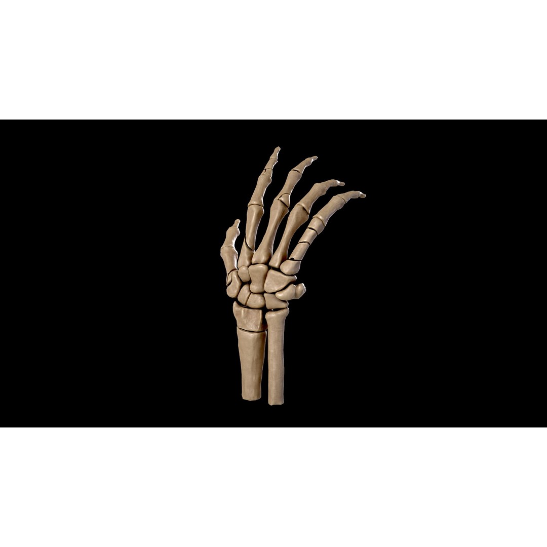 Hand Anatomy 3D Model – Low Poly Character Asset with PBR Textures - View 4