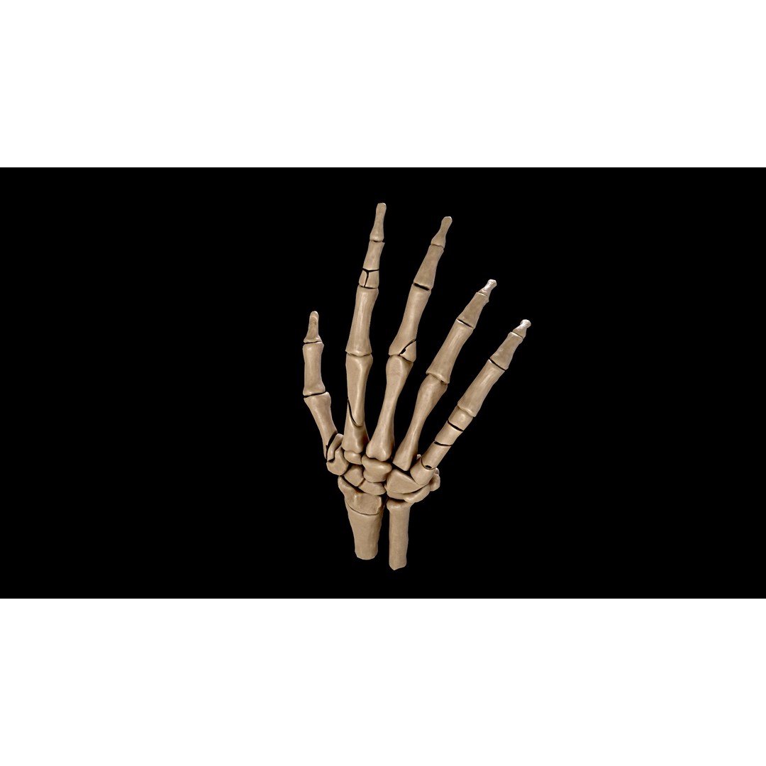Hand Anatomy 3D Model – Low Poly Character Asset with PBR Textures - View 6
