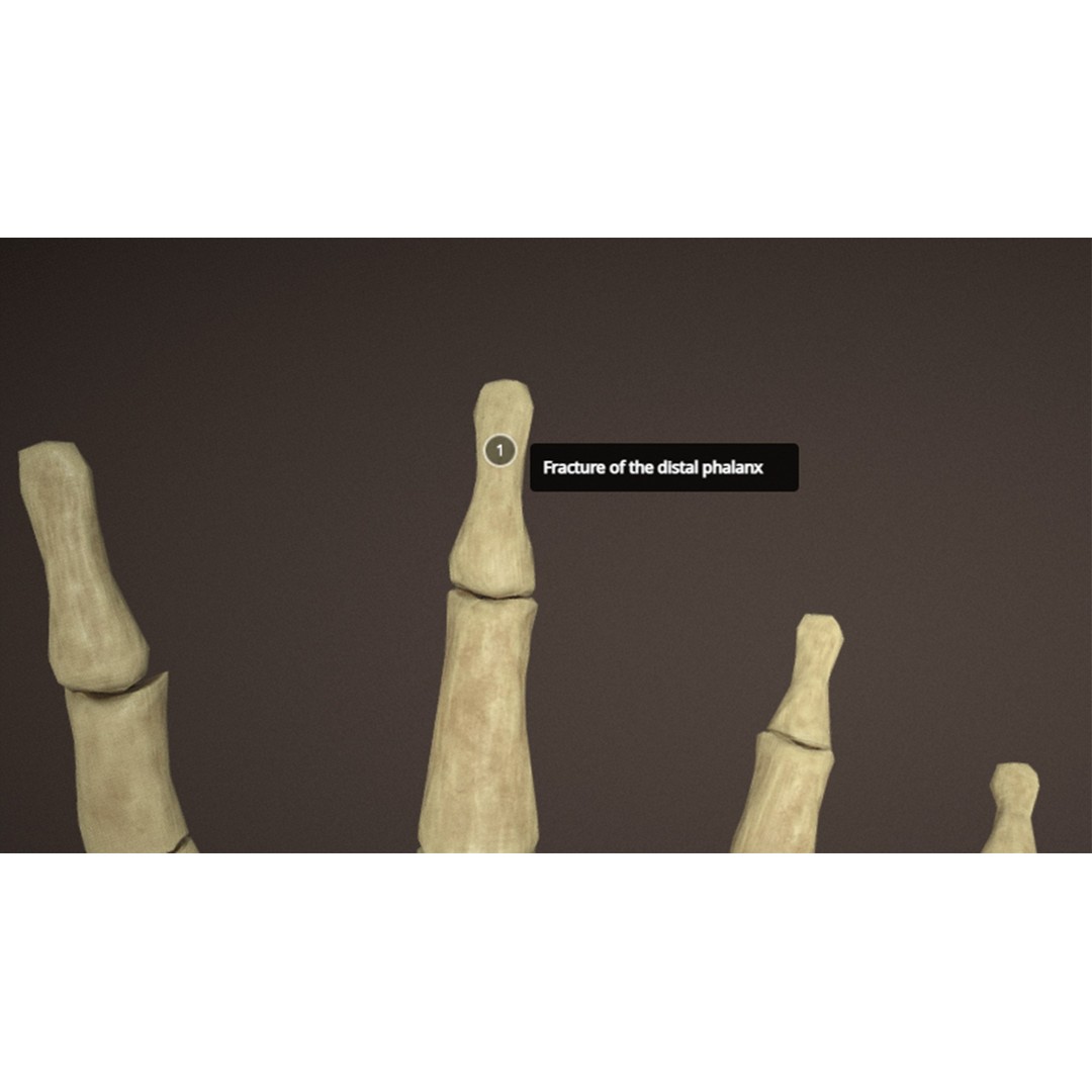 Hand Anatomy 3D Model – Low Poly Character Asset with PBR Textures - View 7