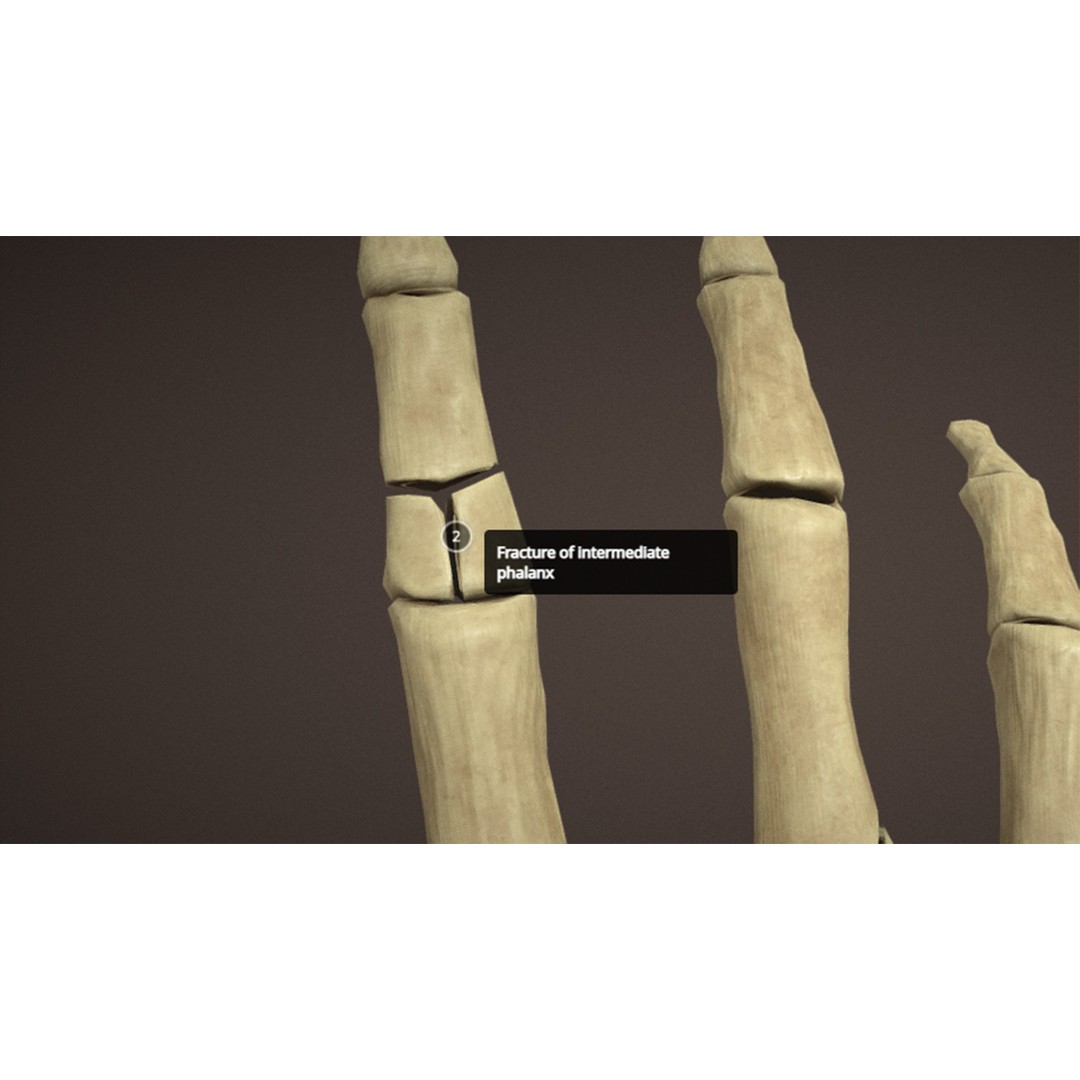 Hand Anatomy 3D Model – Low Poly Character Asset with PBR Textures - View 8