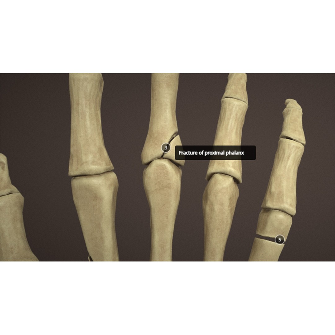 Hand Anatomy 3D Model – Low Poly Character Asset with PBR Textures - View 9