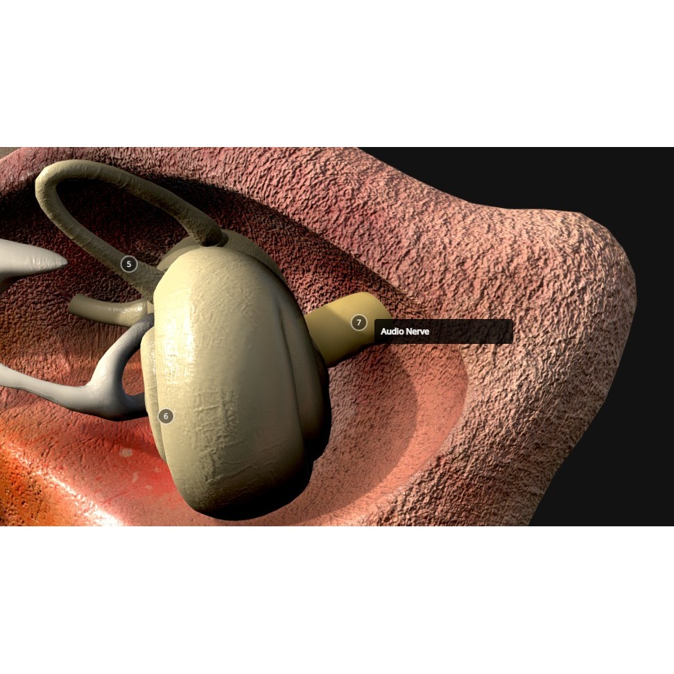 Ear Cross Section 3D Model – Low Poly Anatomy Asset, FBX