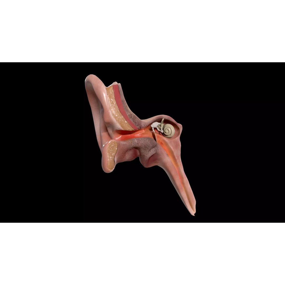 Ear Cross Section 3D Model – Low Poly Anatomy Asset, FBX - View 2