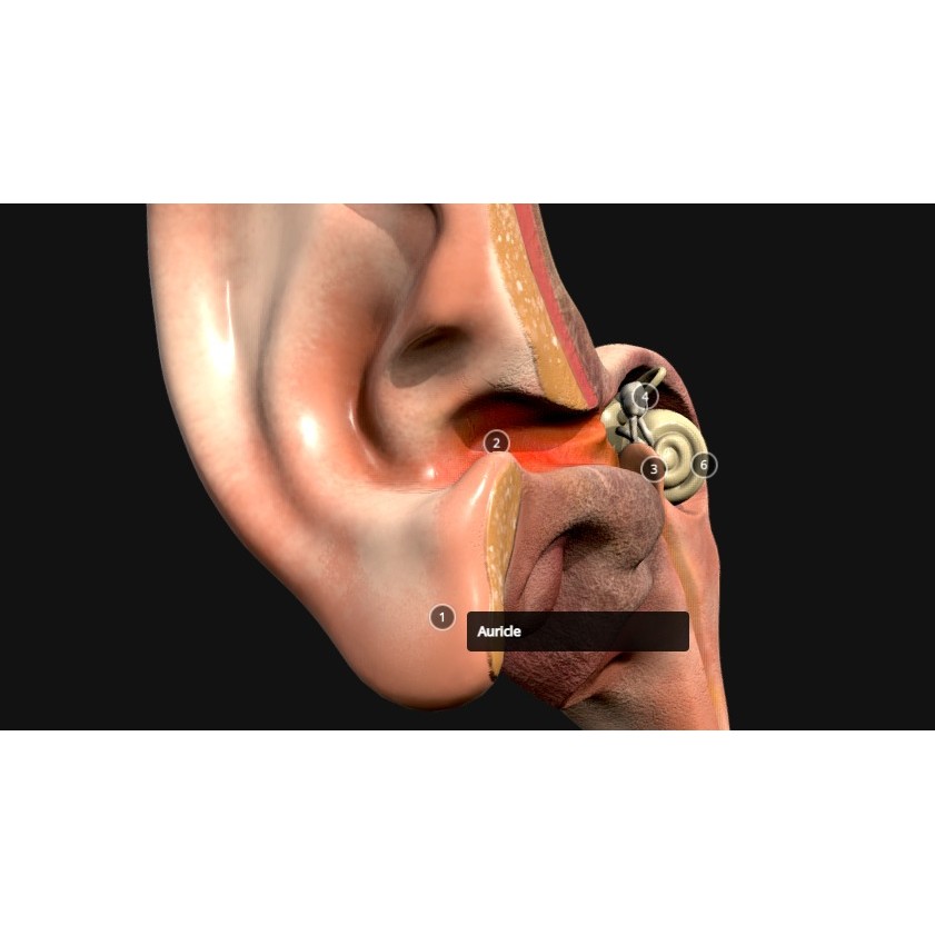 Ear Cross Section 3D Model – Low Poly Anatomy Asset, FBX - View 3
