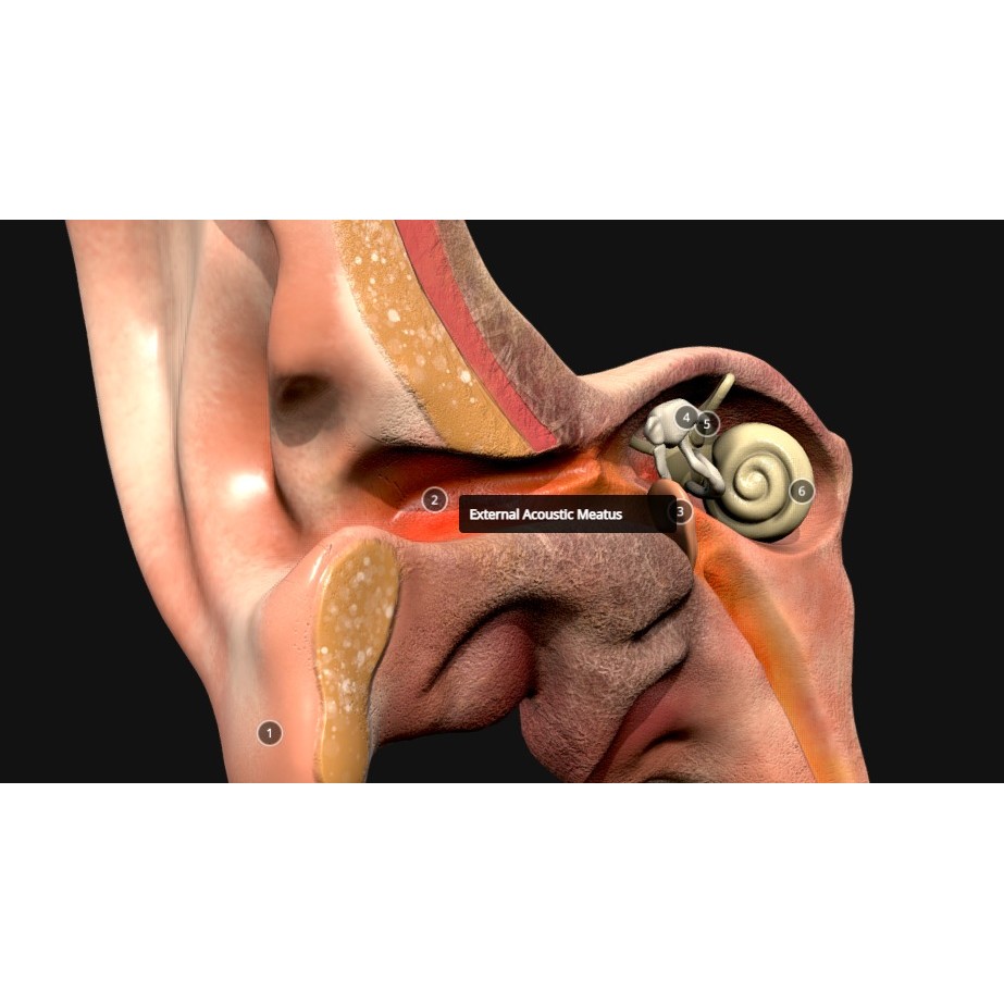 Ear Cross Section 3D Model – Low Poly Anatomy Asset, FBX - View 4