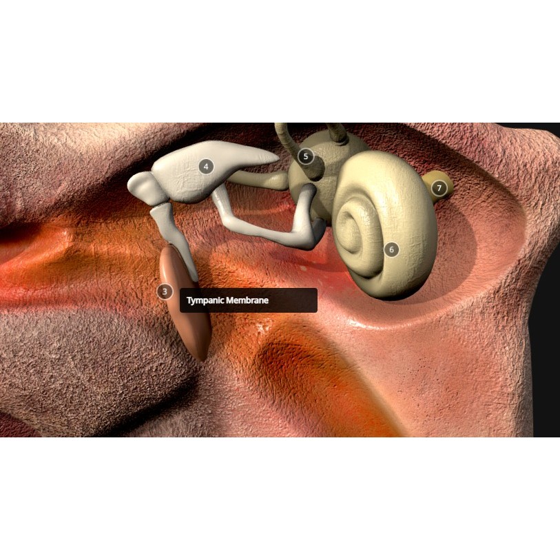 Ear Cross Section 3D Model – Low Poly Anatomy Asset, FBX - View 5