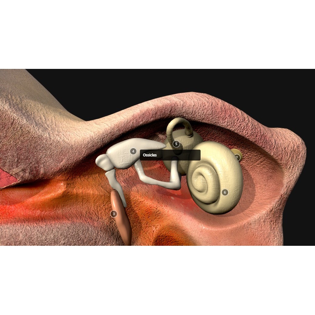 Ear Cross Section 3D Model – Low Poly Anatomy Asset, FBX - View 6