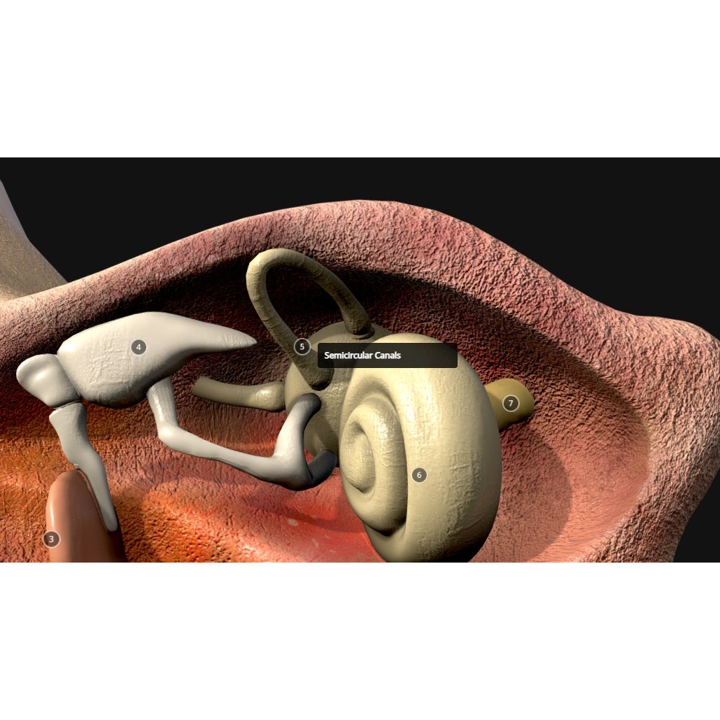 Ear Cross Section 3D Model – Low Poly Anatomy Asset, FBX - View 7