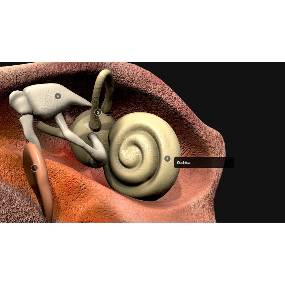 Ear Cross Section 3D Model – Low Poly Anatomy Asset, FBX - View 8