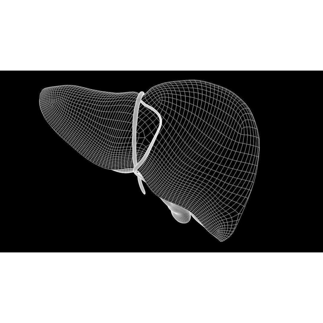 Human Liver Anatomy 3D Model – PBR Textured, FBX, OBJ