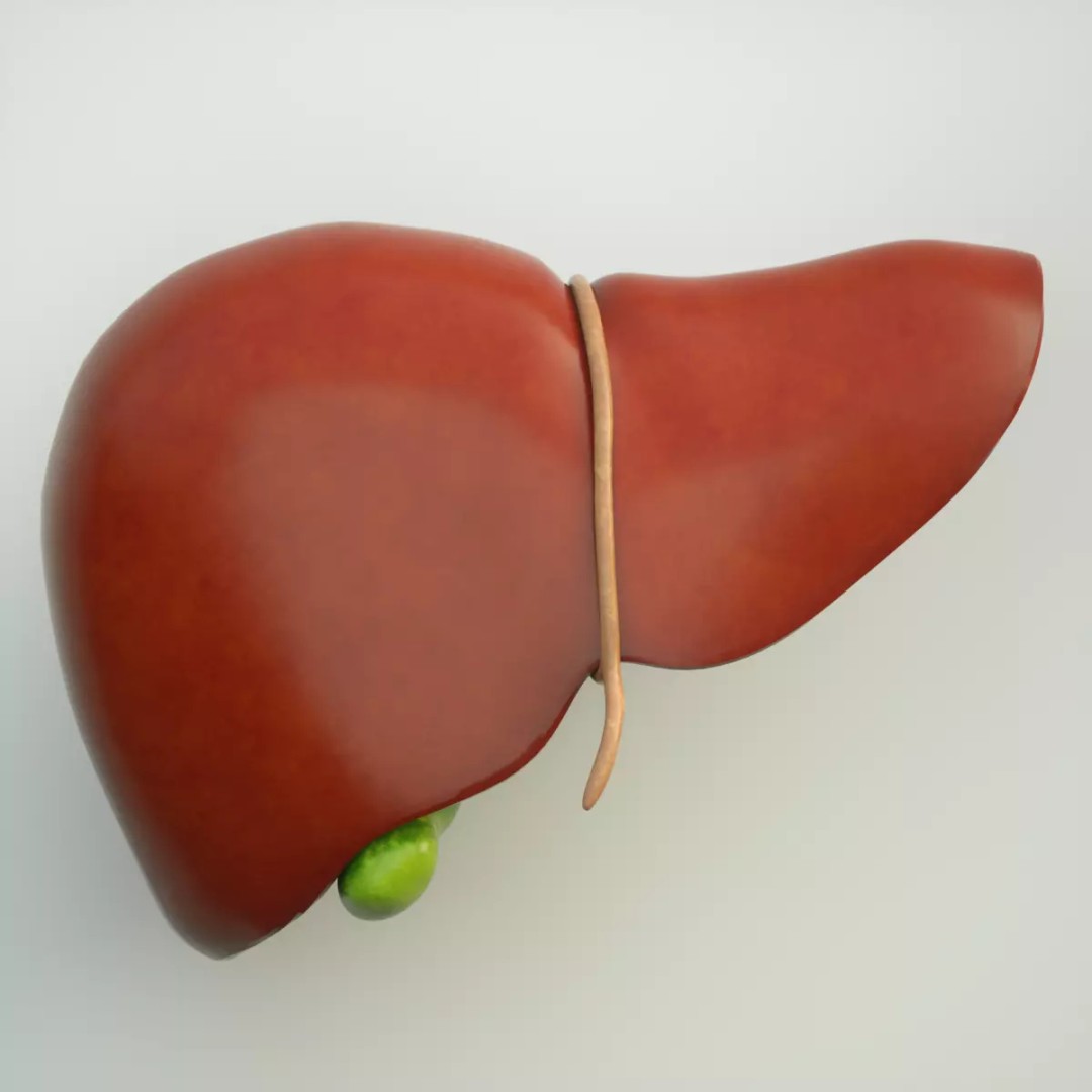 Human Liver Anatomy 3D Model – PBR Textured, FBX, OBJ - View 2