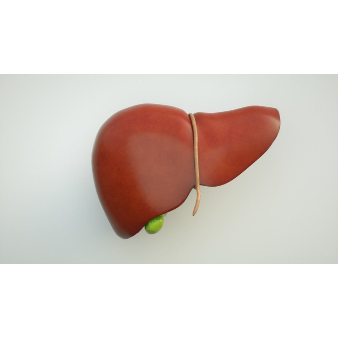 Human Liver Anatomy 3D Model – PBR Textured, FBX, OBJ - View 3