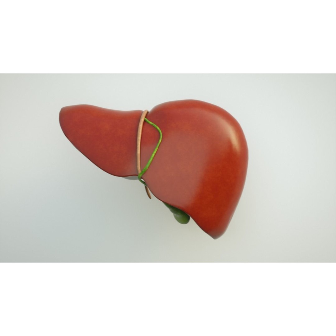 Human Liver Anatomy 3D Model – PBR Textured, FBX, OBJ - View 4