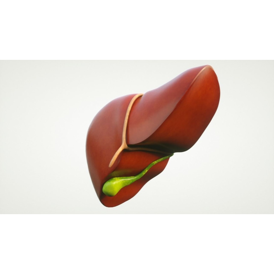 Human Liver Anatomy 3D Model – PBR Textured, FBX, OBJ - View 5