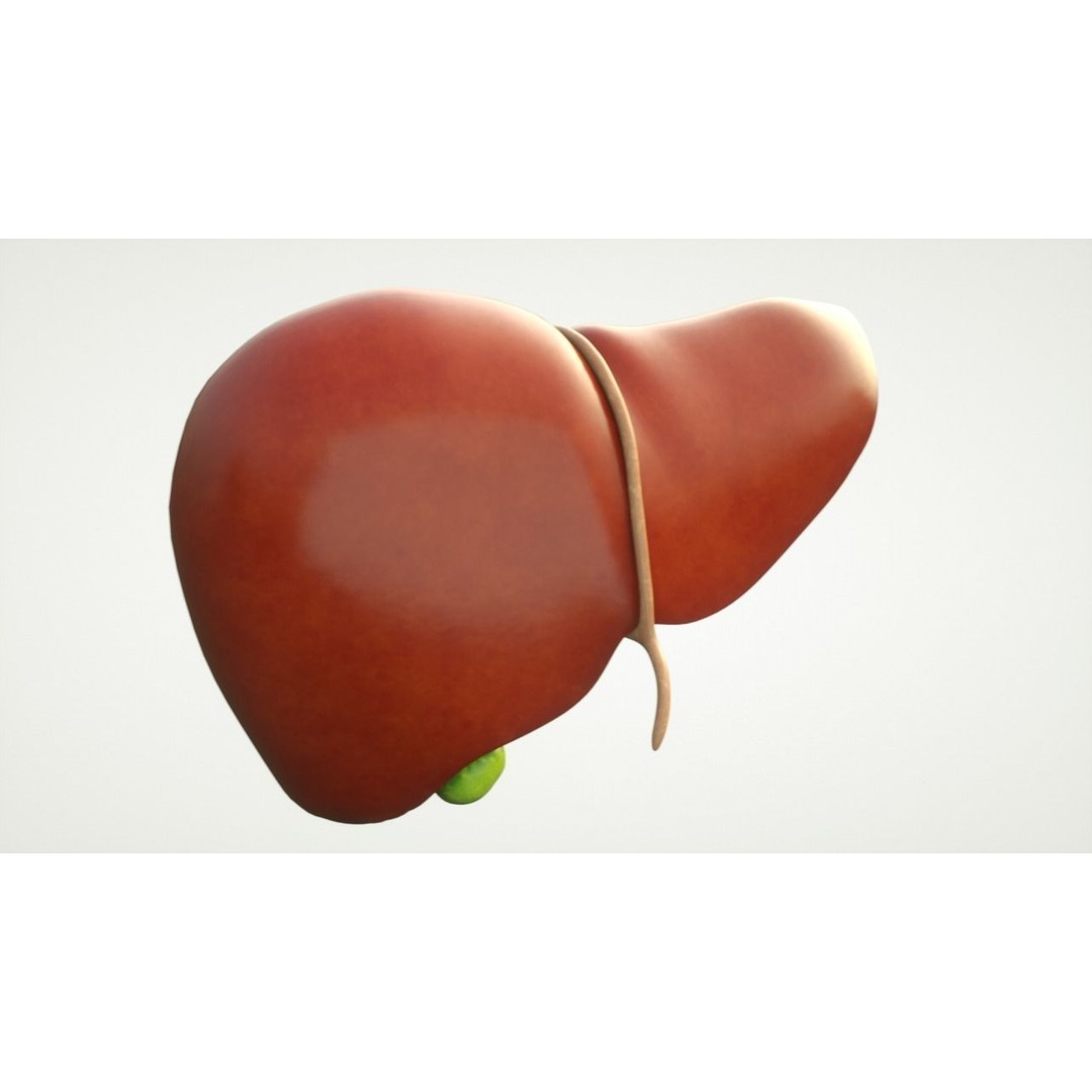 Human Liver Anatomy 3D Model – PBR Textured, FBX, OBJ - View 6