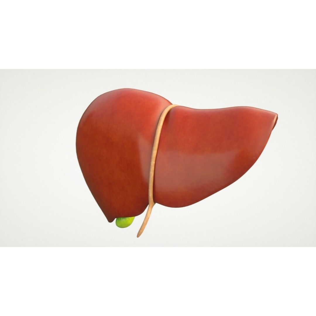 Human Liver Anatomy 3D Model – PBR Textured, FBX, OBJ - View 7