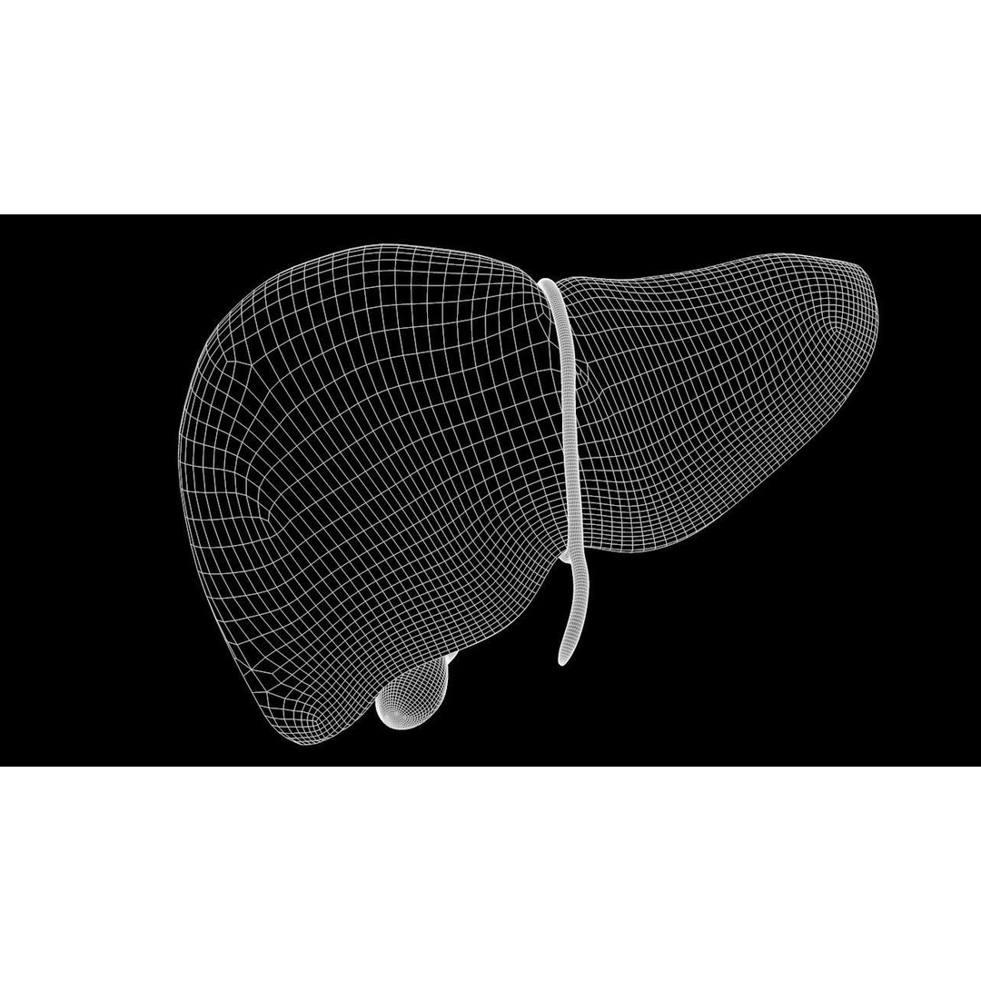 Human Liver Anatomy 3D Model – PBR Textured, FBX, OBJ - View 8