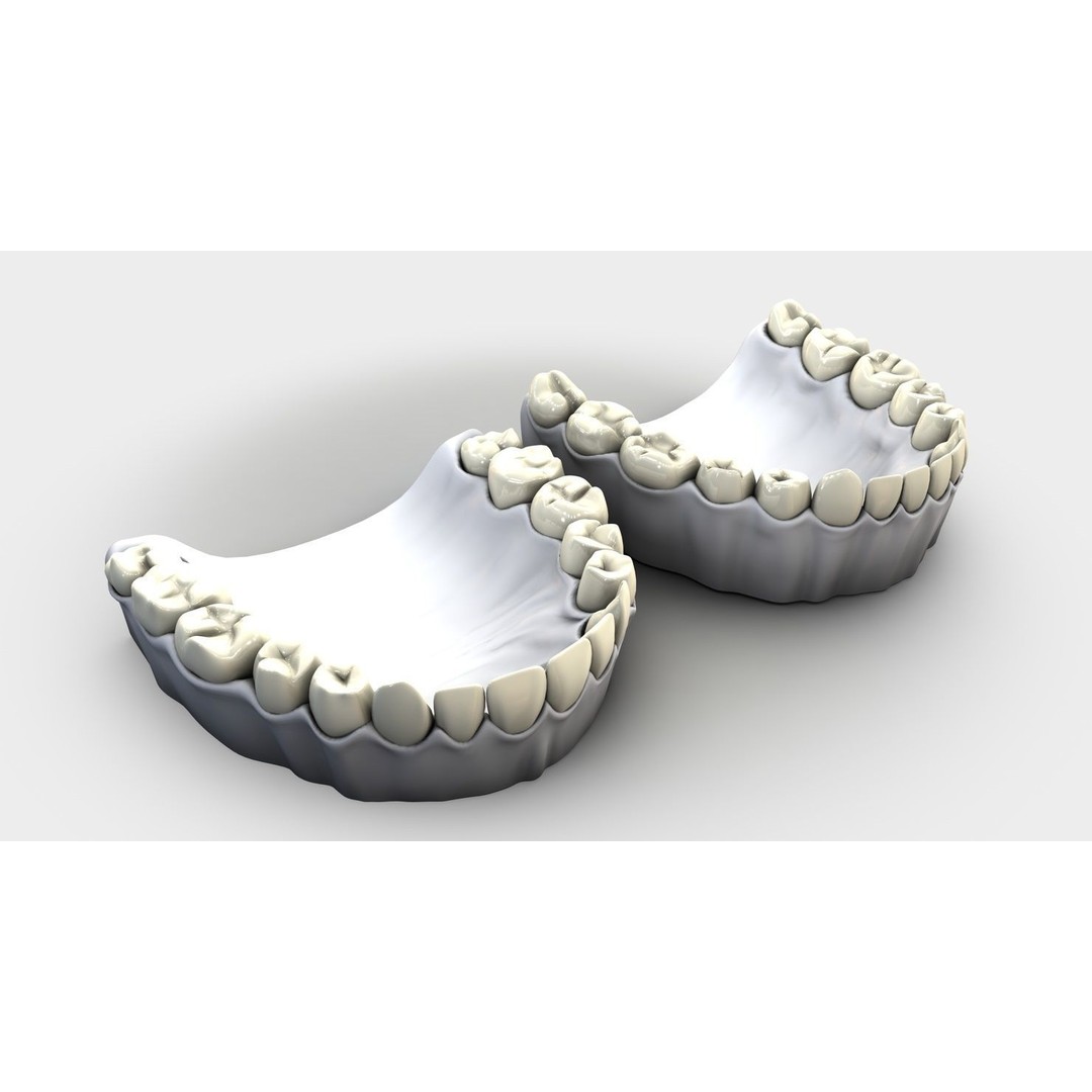 Denture Tooth 3D Model – Anatomical Character Asset, FBX - View 12