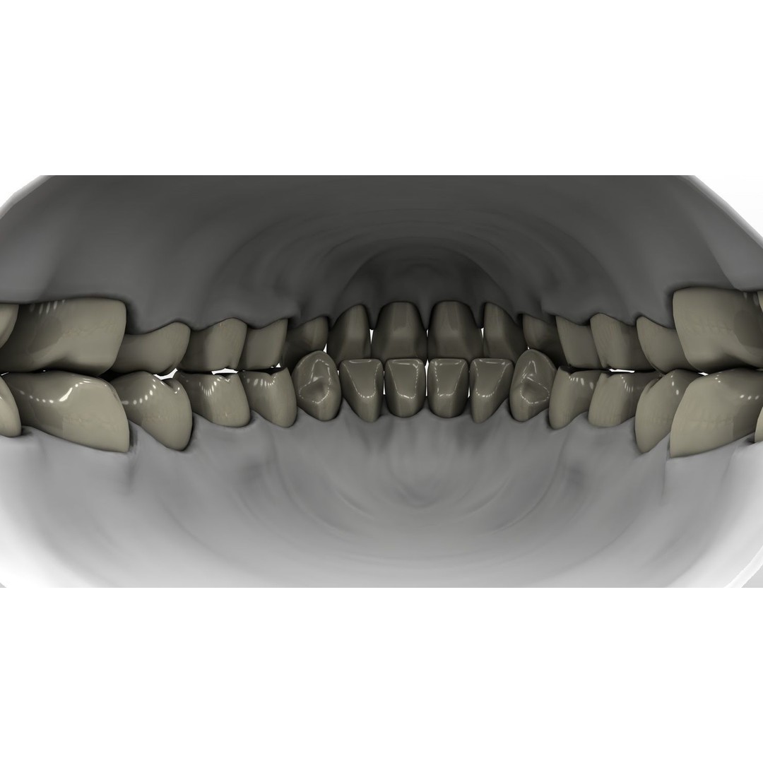 Denture Tooth 3D Model – Anatomical Character Asset, FBX - View 14