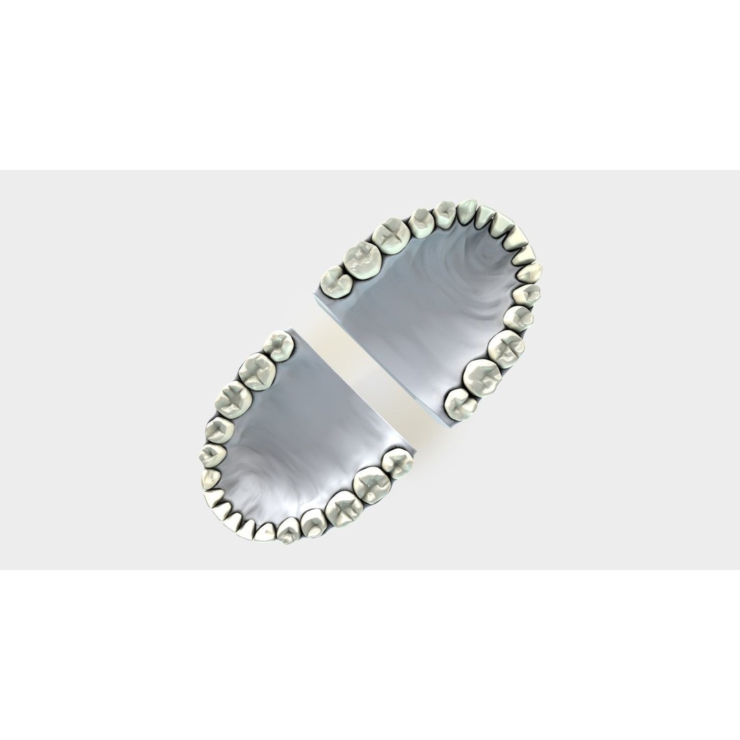 Denture Tooth 3D Model – Anatomical Character Asset, FBX - View 15