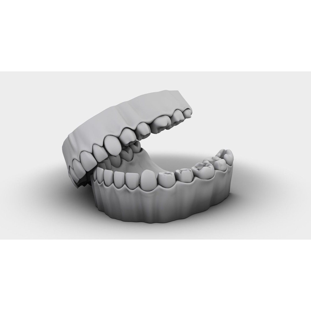 Denture Tooth 3D Model – Anatomical Character Asset, FBX - View 17