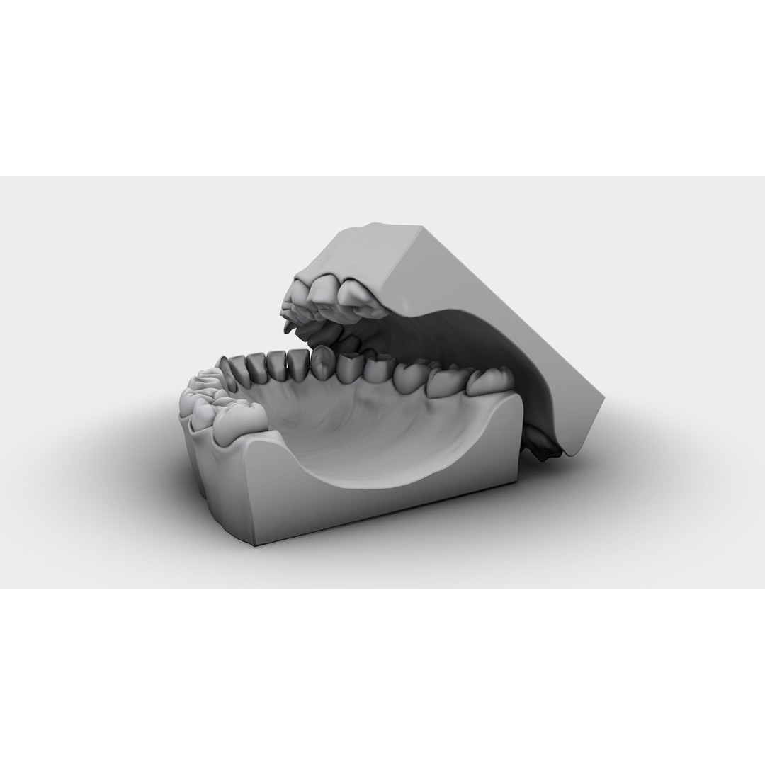 Denture Tooth 3D Model – Anatomical Character Asset, FBX - View 19