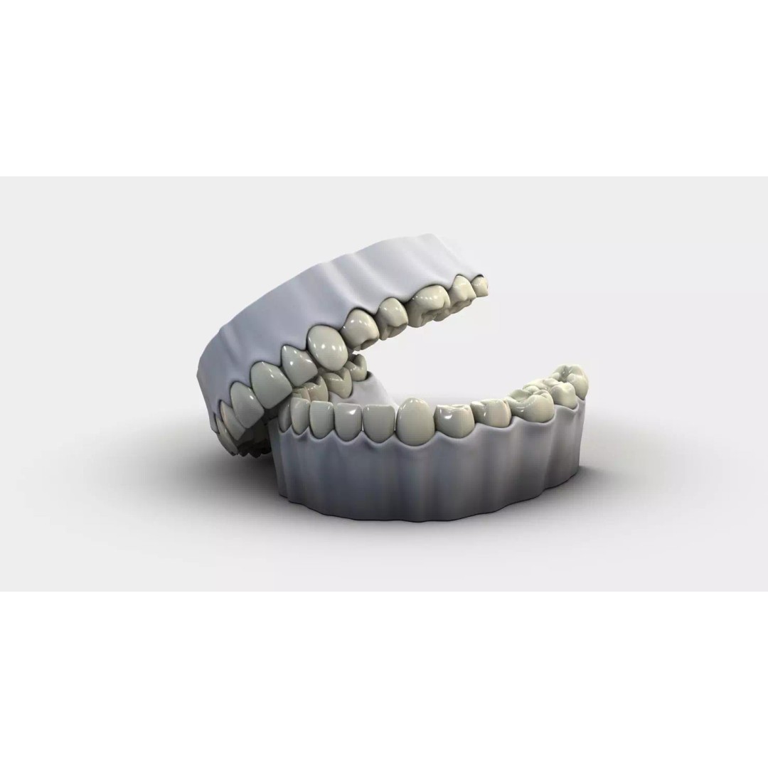 Denture Tooth 3D Model – Anatomical Character Asset, FBX - View 2