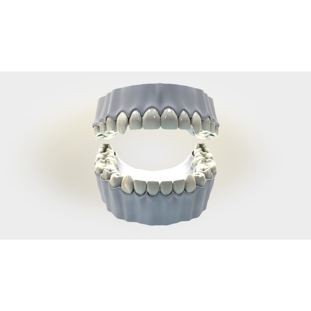 Denture Tooth 3D Model – Anatomical Character Asset, FBX - View 3