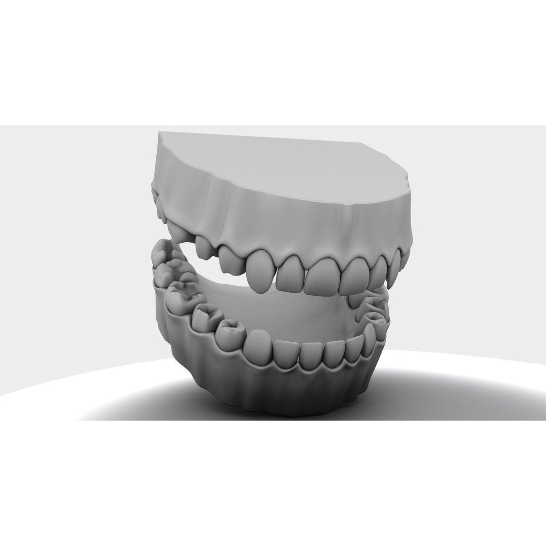 Denture Tooth 3D Model – Anatomical Character Asset, FBX - View 6