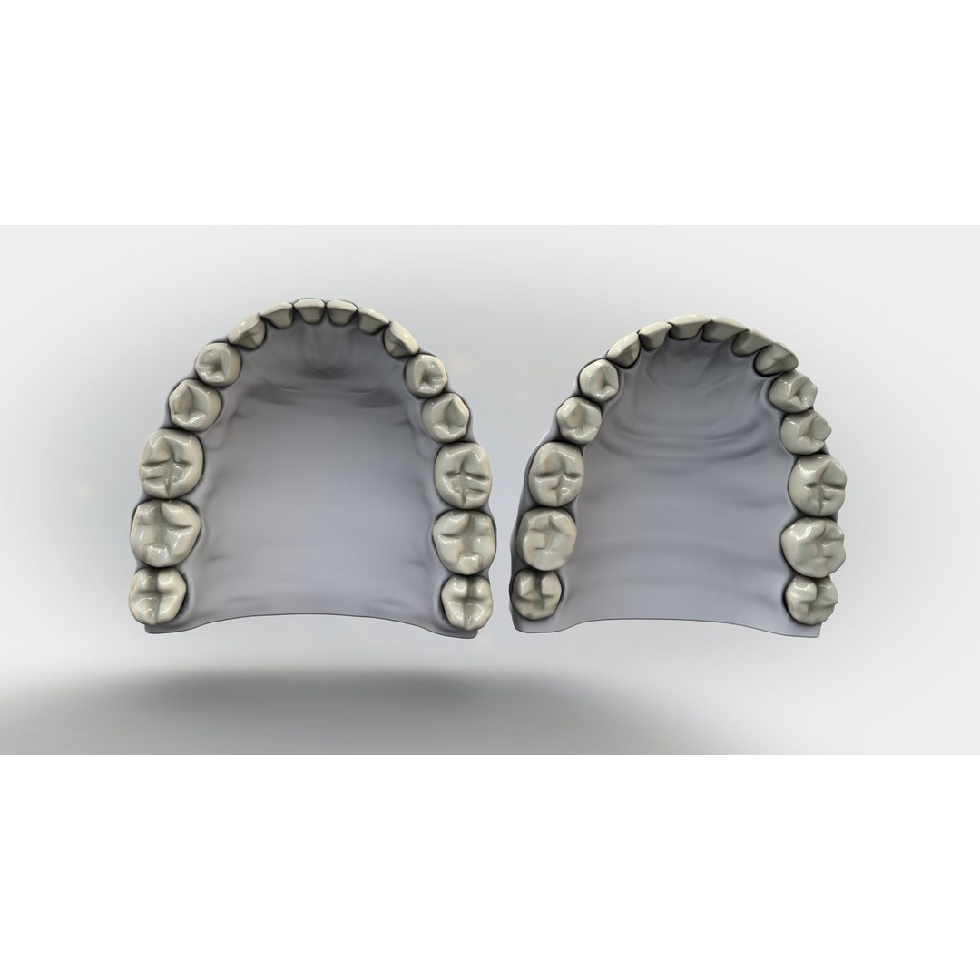 Denture Tooth 3D Model – Anatomical Character Asset, FBX - View 7