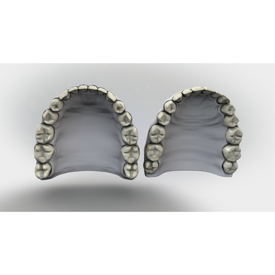 Denture Tooth 3D Model – Anatomical Character Asset, FBX - View 8